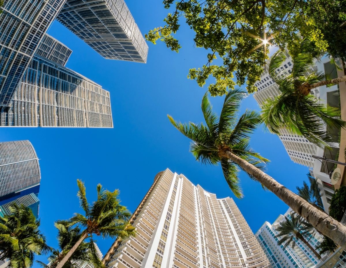 palm trees and skyscrapers